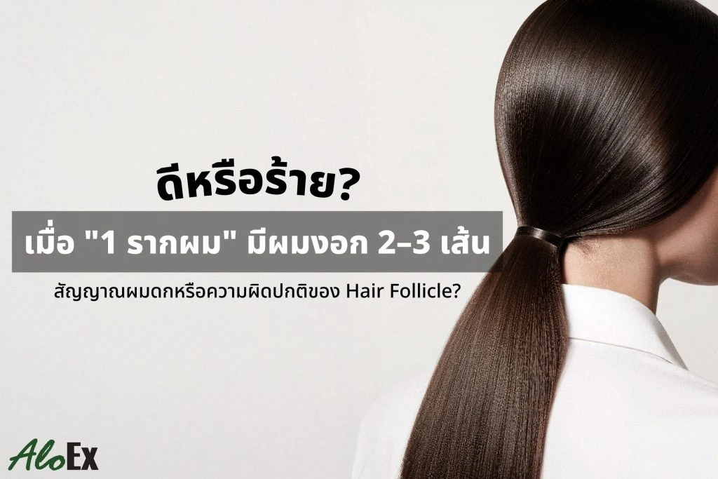 ดีหรือร้ายเมื่อ 1 รากผม มีผมงอก 2-3 เส้น