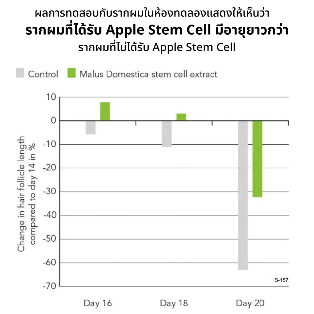 ผลทดสอบในห้องทดลองพบว่า Apple Stem Cell ยืดอายุรากผมให้เจริญเติบโตถึงวันที่ 18