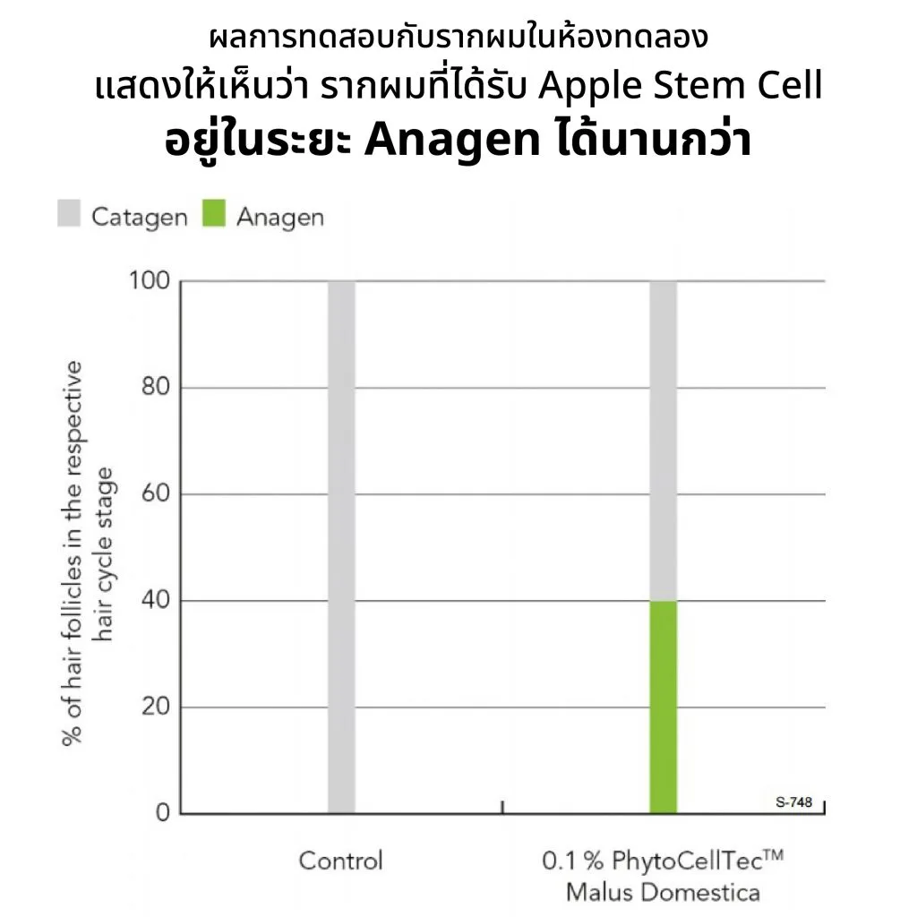 ผลทดสอบแสดงการยืดระยะ Anagen ของรากผมที่ได้รับ Apple Stem Cell ถึง 40%