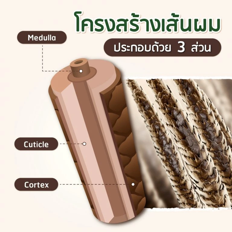 โครงสร้างเส้นผมและชั้นต่างๆ ที่ประกอบกันเป็นเส้นผม