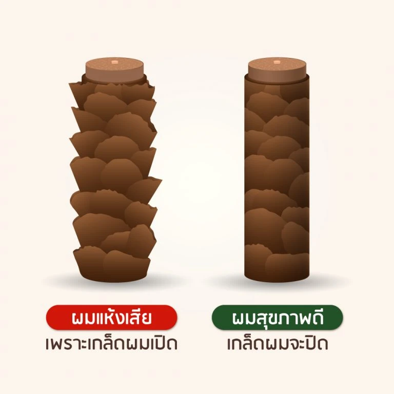 เคราตินโปรตีนในชั้น Cortex เรียงตัวคล้ายเกล็ดปลาในเส้นผม