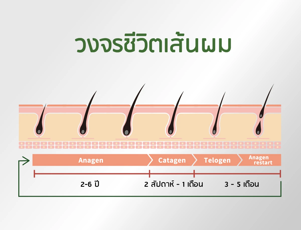 วงจรชีวิตเส้นผม