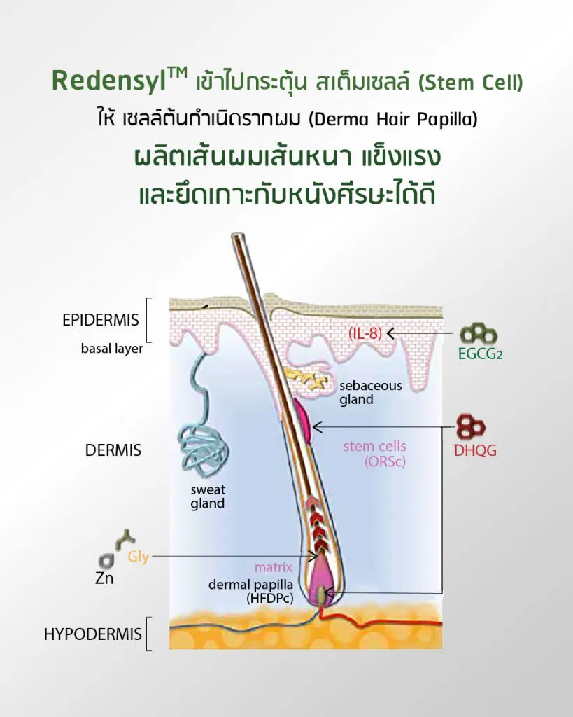 วงจรการเจริญเติบโตของเส้นผมและการทำงานของ Redensyl™ บนสเต็มเซลล์รากผม