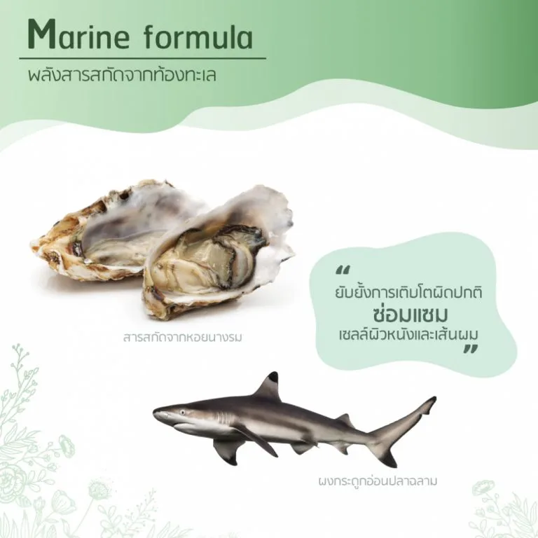 ส่วนผสมสมุนไพรดั้งเดิมเมล็ดฟักทองและใบบัวบกในอาหารเสริม AloEx