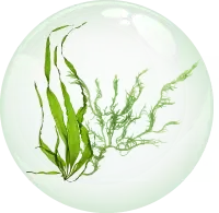 Densidyl