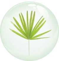 Saw Palmetto