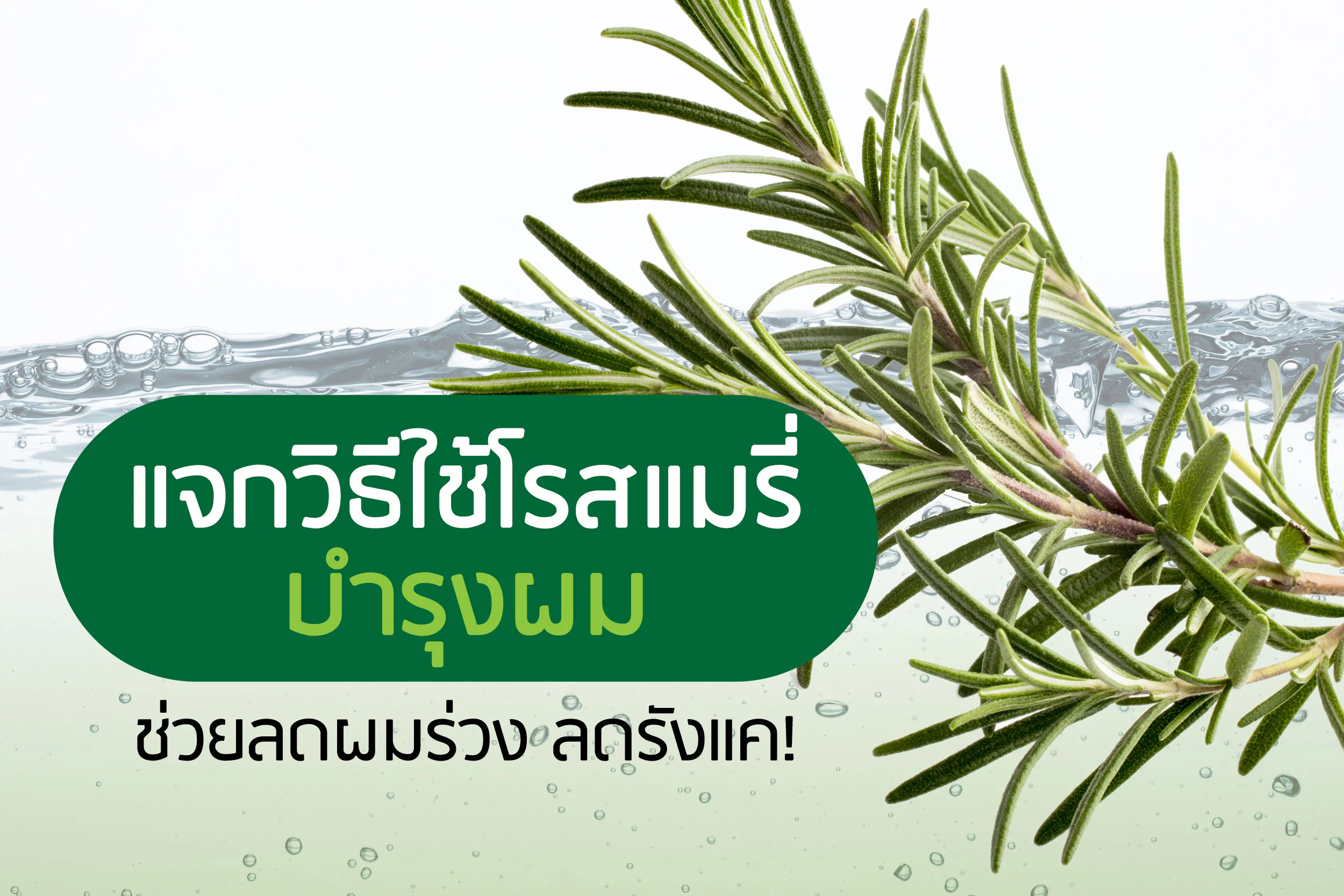 แจกวิธีใช้โรสแมรี่บำรุงผม ช่วยลดผมร่วง ลดรังแค!