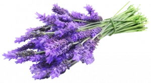 ลาเวนเดอร์